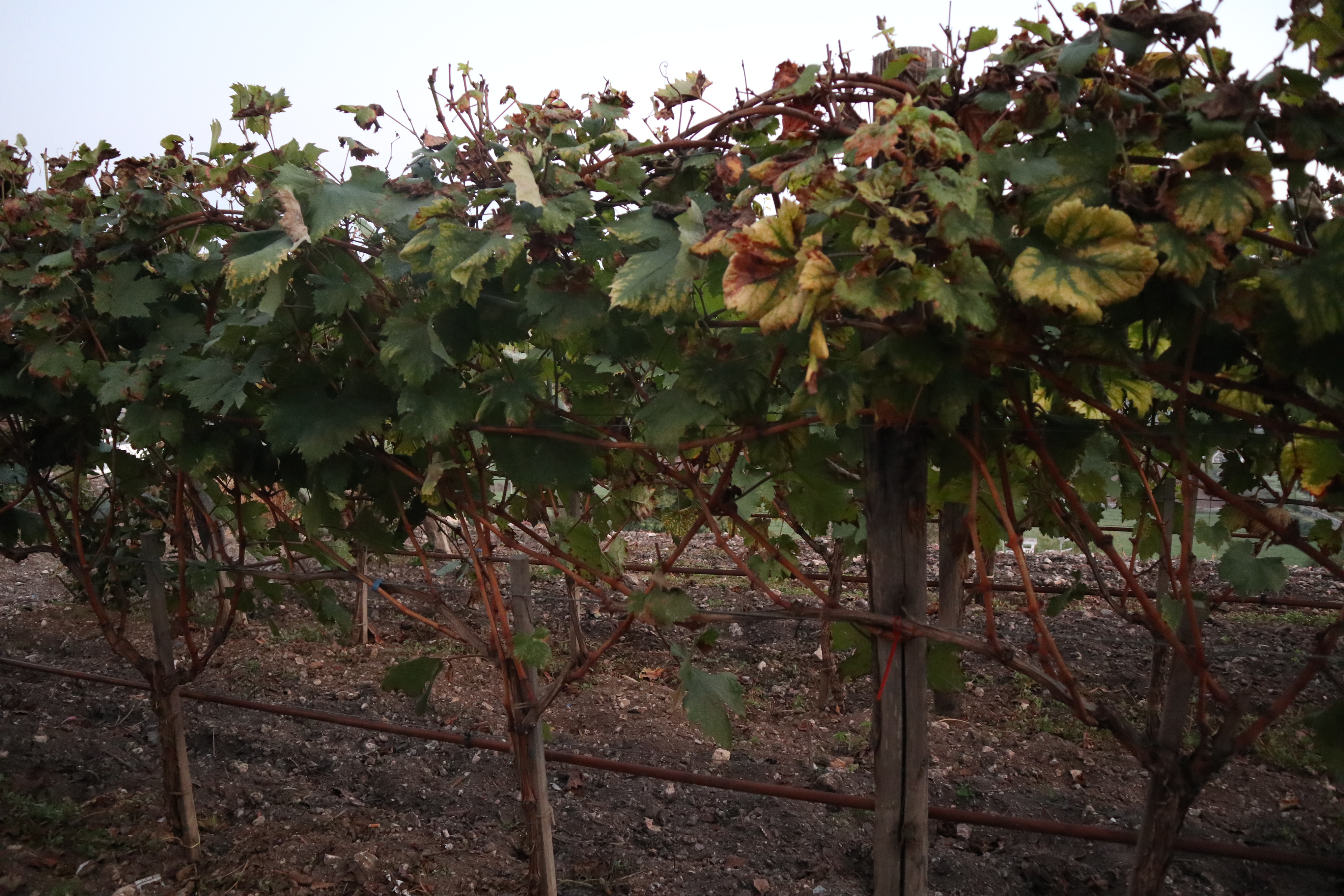 Locorotondo. Azienda agricola Bufano