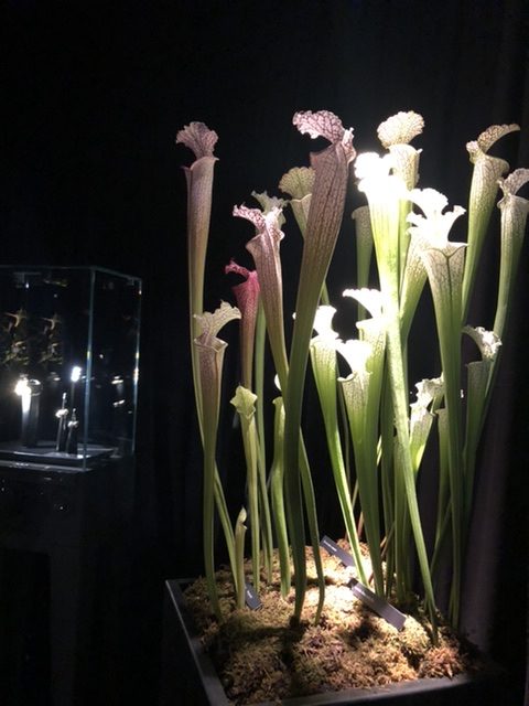 Carnivorous, la linea di gioielli di Gianni De Benedittis