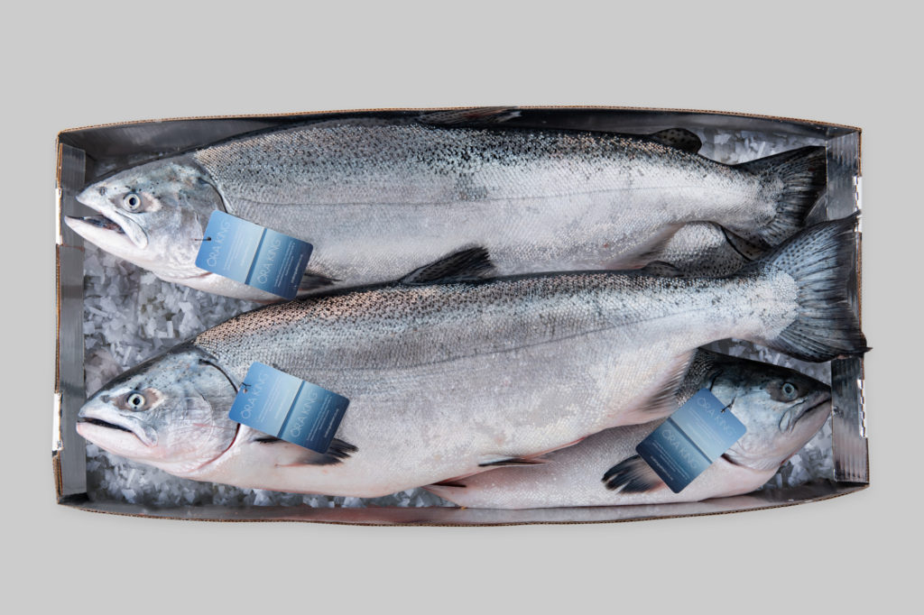 Salmone Nuovazelanda