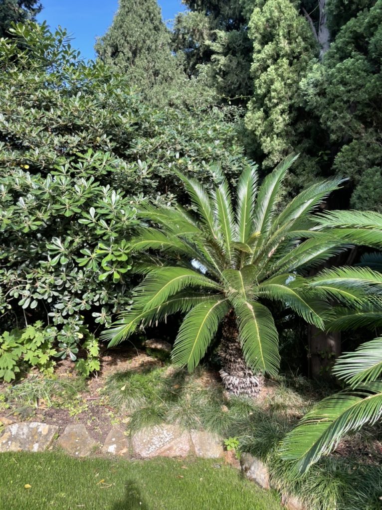 Alassio: visitiamo i Giardini Villa Pergola e il Borgo Medievale Colla Micheri