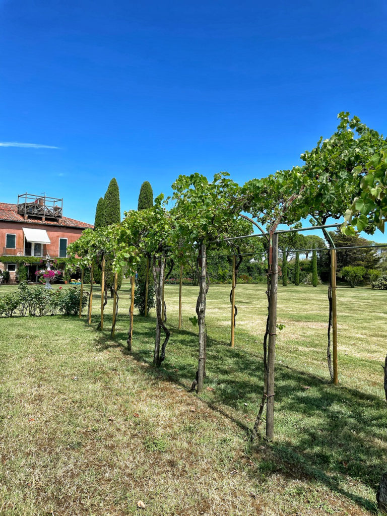 Alla scoperta dei vigneti sperimentali di Venezia (nell’isola di Torcello e  nel convento dei Carmelitani Scalzi)