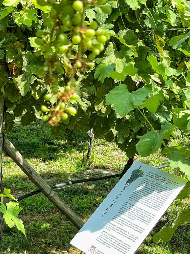 Alla scoperta dei vigneti sperimentali di Venezia (nell’isola di Torcello e  nel convento dei Carmelitani Scalzi)