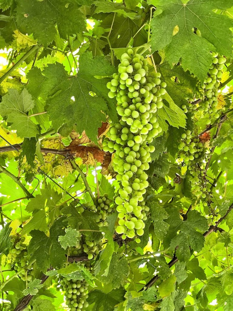 Alla scoperta dei vigneti sperimentali di Venezia (nell’isola di Torcello e  nel convento dei Carmelitani Scalzi)