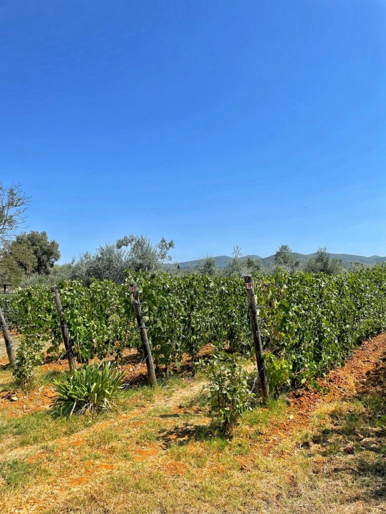 Podere Conca Bolgheri: passione, tradizione e valori