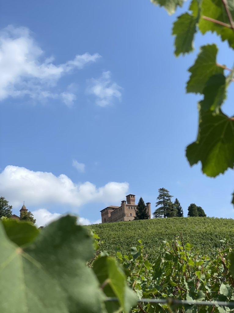 Grinzane Cavour: più di 500 vitigni  storici e inestimabili