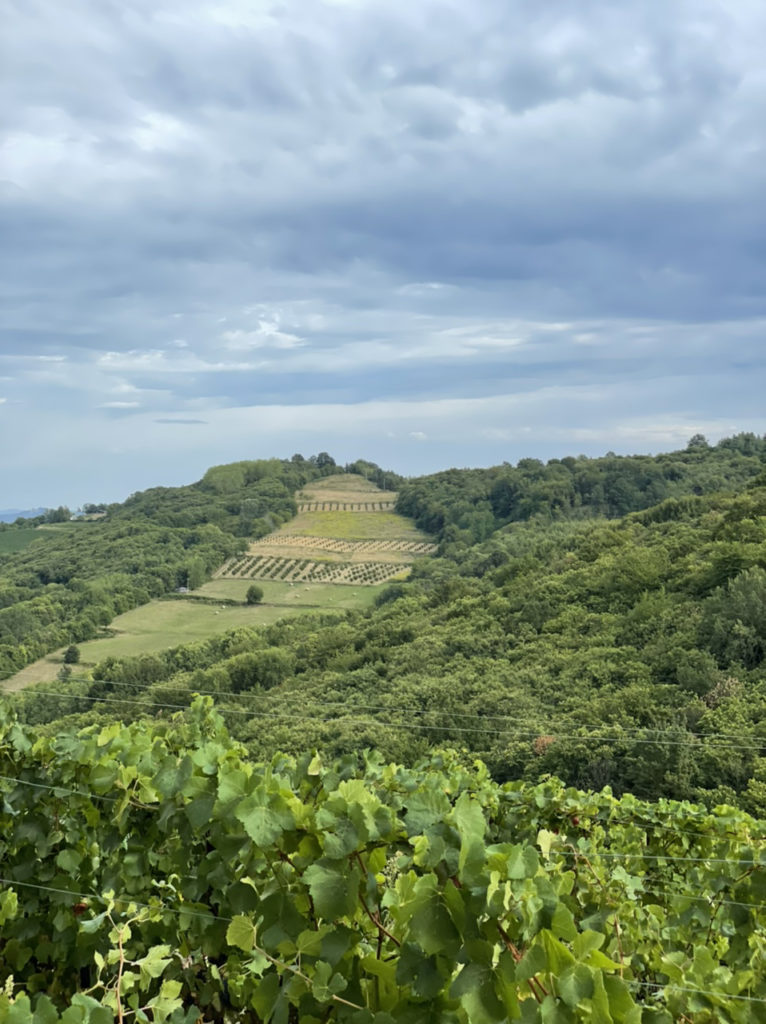 Albeisa: valorizzare il patrimonio vitivinicolo di Langa e Roero