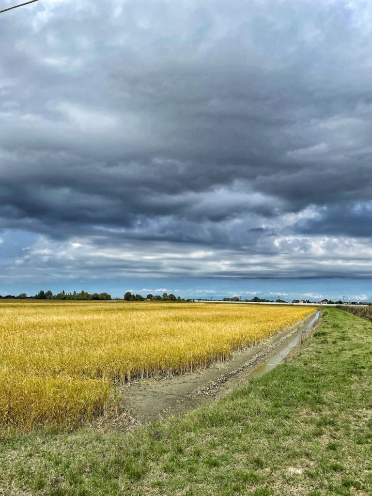 Cosa vedere in Provincia di Ferrara: idee per scoprire il territorio ferrarese!