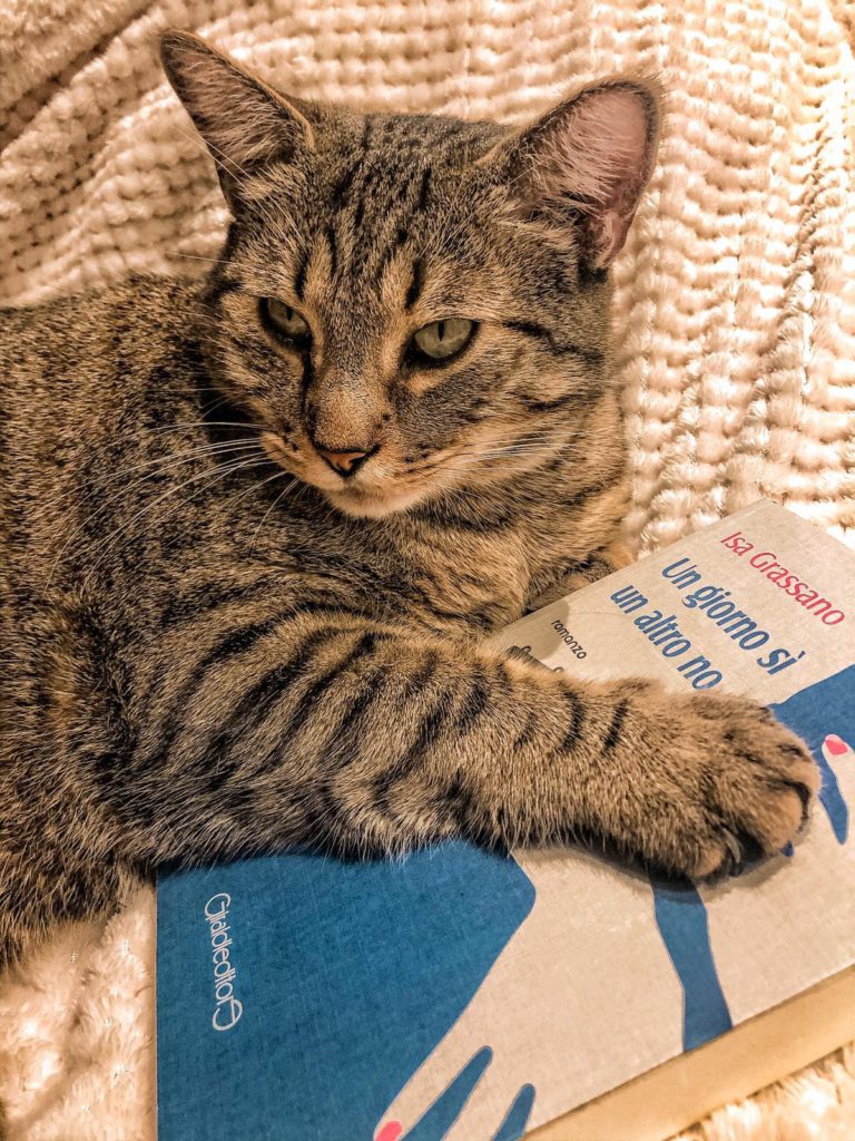 Gatti amati: la storia dei primi sei anni di Indy e Scheggia