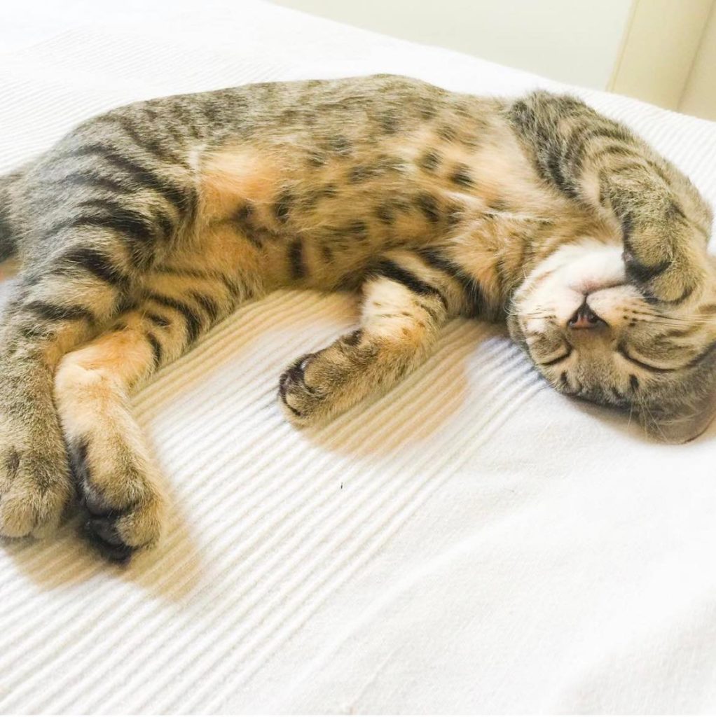 Come sono arrivati i nostri gatti amati a casa