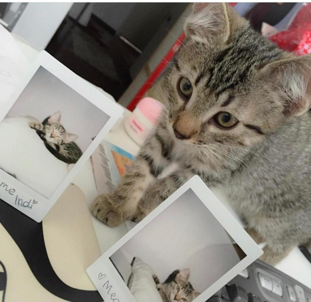 Come sono arrivati i nostri gatti amati a casa
