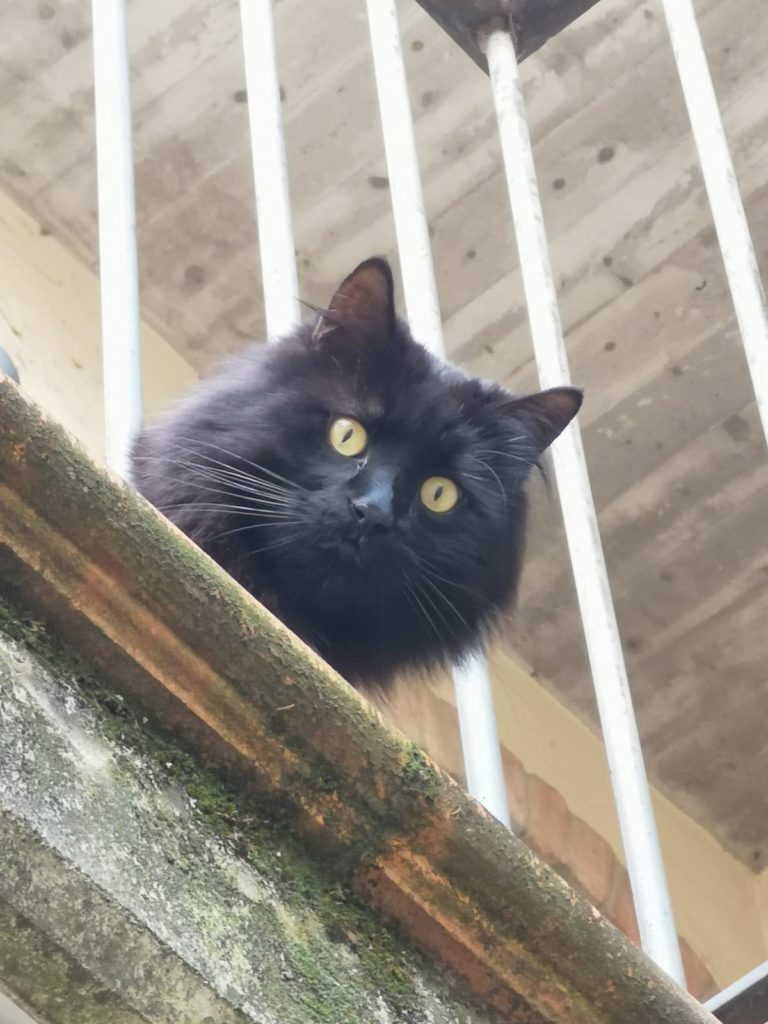 Gatti amati: la storia dei primi sei anni di Indy e Scheggia
