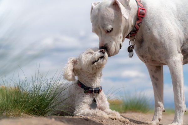 Conoscere i nostri animali: a quali sintomi fare attenzione