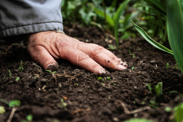 Weleda Italia sostiene il progetto Silva di SAVE EARTH’S SKIN