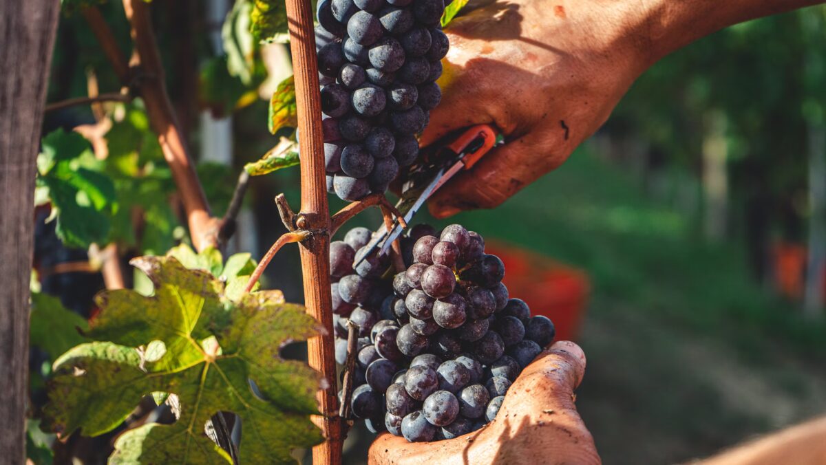 Dai vitigni resistenti ai nuovi blend: come l’innovazione sta cambiando l’enologia