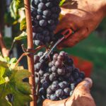 Dai vitigni resistenti ai nuovi blend: come l’innovazione sta cambiando l’enologia