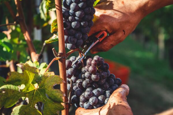 Dai vitigni resistenti ai nuovi blend: come l’innovazione sta cambiando l’enologia