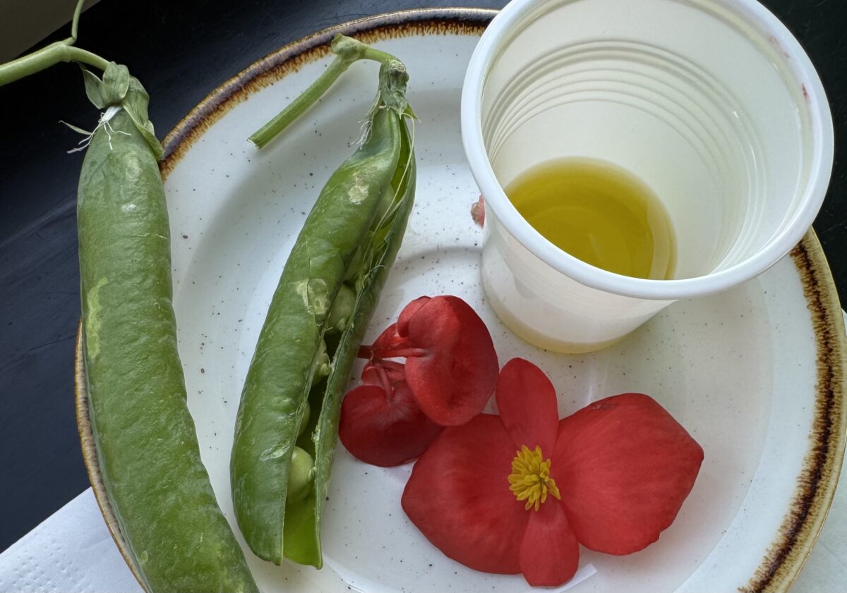 Masterclass olio EVO