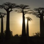 Madagascar: un paradiso naturale tutto da scoprire