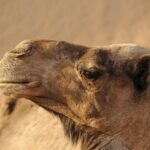 Cosa mettere in valigia per il Marocco: guida essenziale per un viaggio perfetto