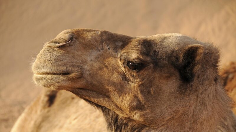 Cosa mettere in valigia per il Marocco: guida essenziale per un viaggio perfetto