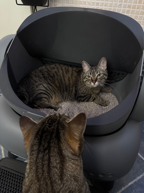 Neakasa M1 Open-top Cat Litter Box