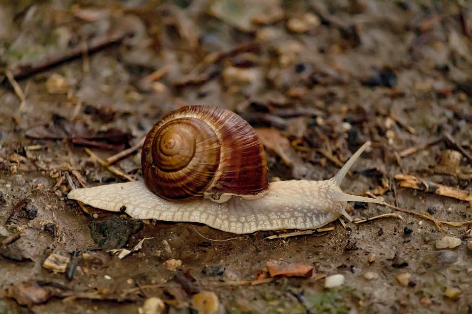 Arte di rallentare: segreto nascosto della crescita personale in un mondo frenetico