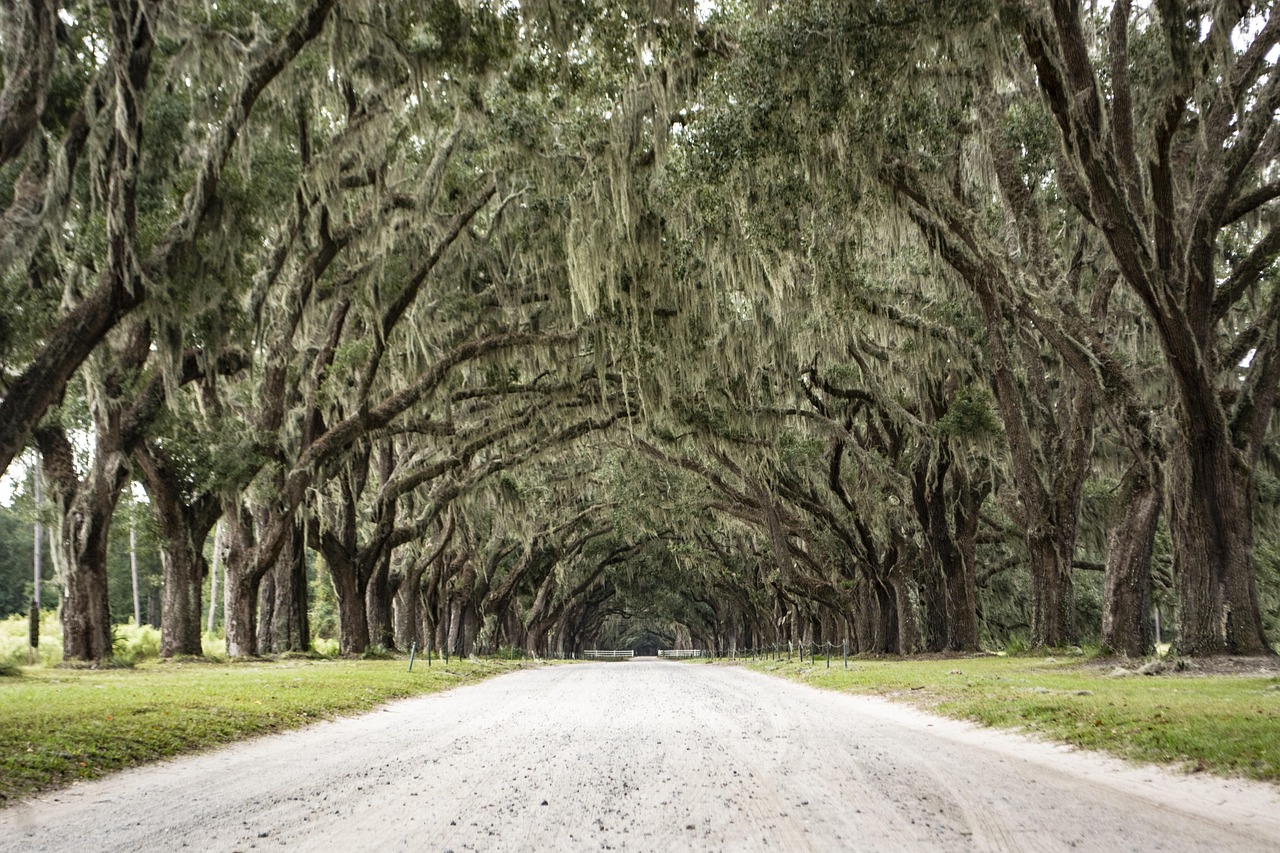 Savannah: l’ombra del passato e la leggenda dell’albero maledetto