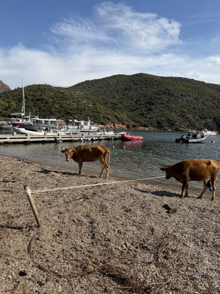 Gita in barca da Porto a Scandola, Girolata e le Calanques di Piana: la Corsica segreta