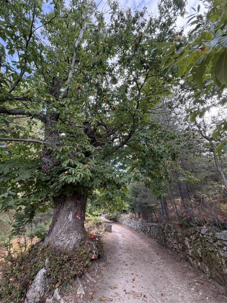 Tra i castagneti di Évisa e la Foresta di Aïtone: la Corsica montana dell'autunno