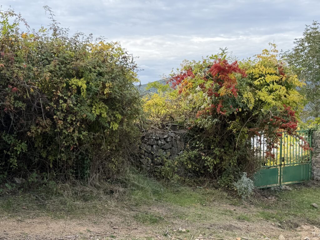 Tra i castagneti di Évisa e la Foresta di Aïtone: la Corsica montana dell'autunno