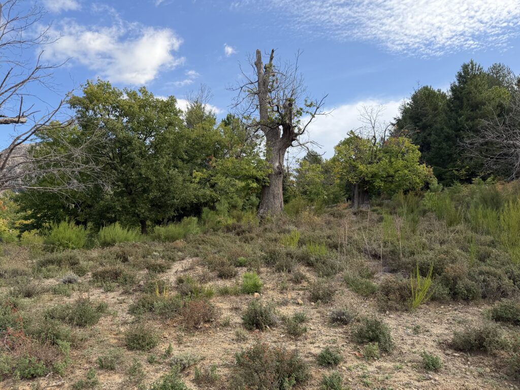 Tra i castagneti di Évisa e la Foresta di Aïtone: la Corsica montana dell'autunno