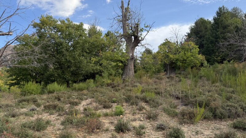 Tra i castagneti di Évisa e la Foresta di Aïtone: la Corsica montana dell’autunno