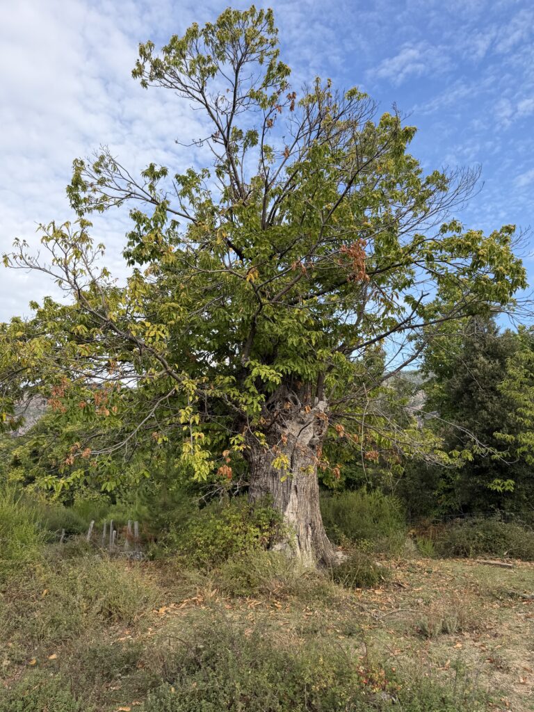 Tra i castagneti di Évisa e la Foresta di Aïtone: la Corsica montana dell'autunno