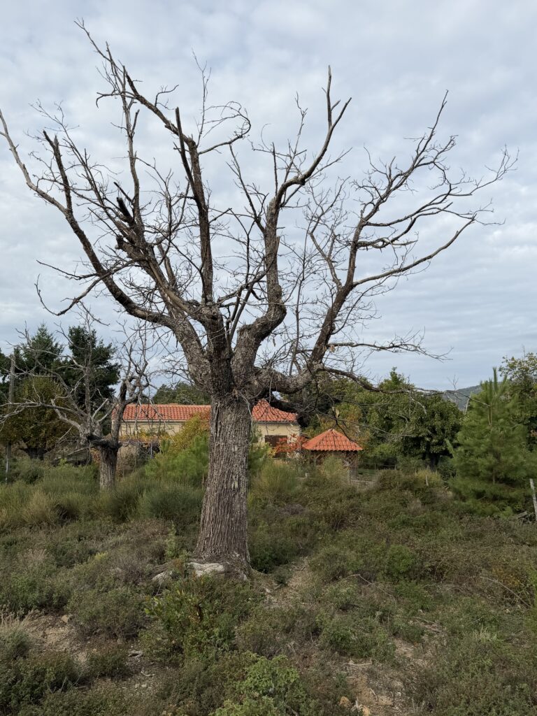 Tra i castagneti di Évisa e la Foresta di Aïtone: la Corsica montana dell'autunno