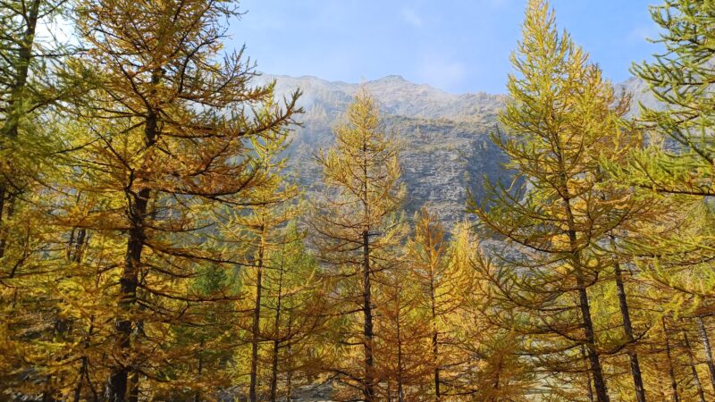Road trip panoramici d’autunno: le strade più spettacolari da percorrere tra i colori del foliage