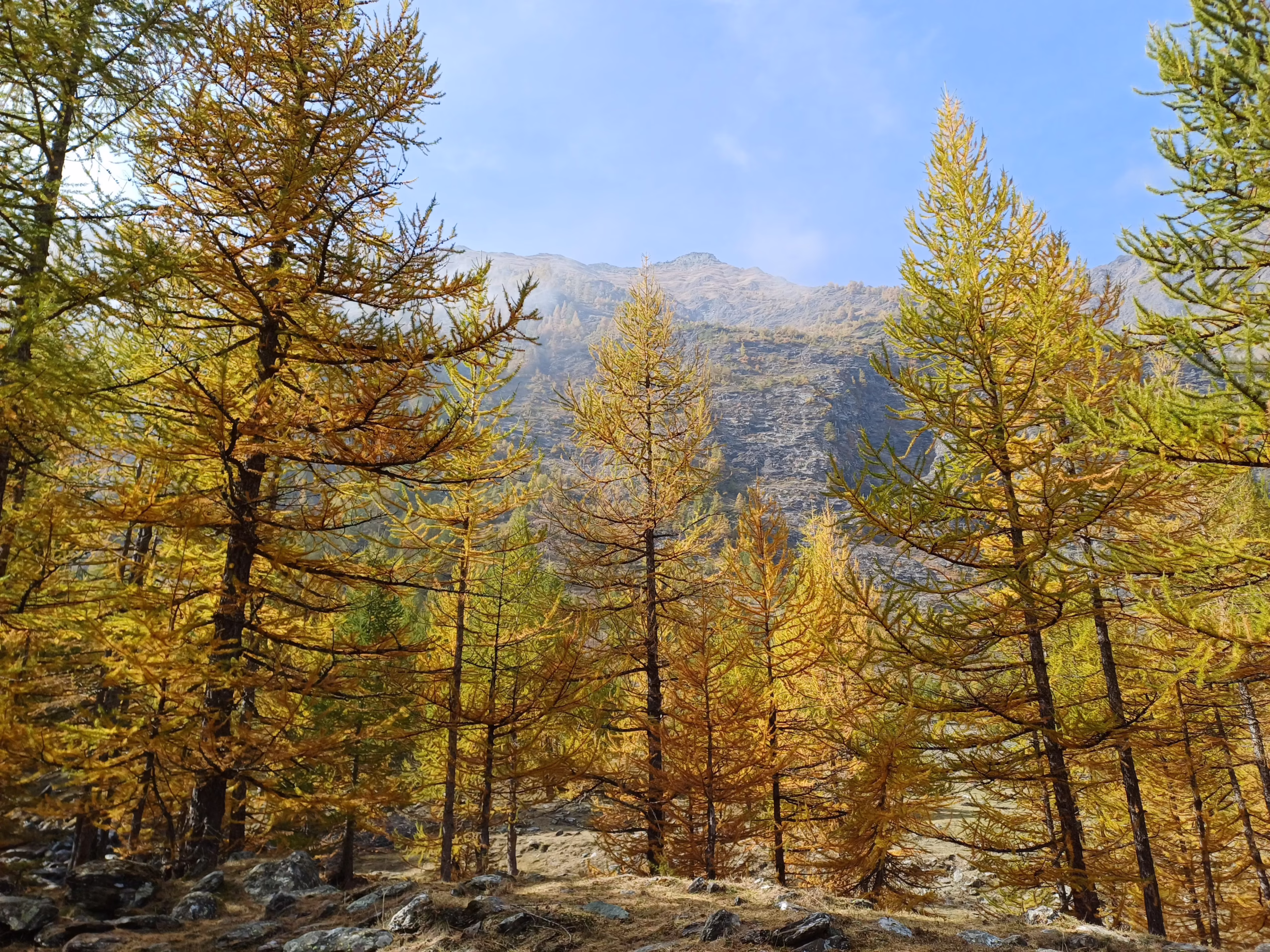 Road trip panoramici d’autunno: le strade più spettacolari da percorrere tra i colori del foliage